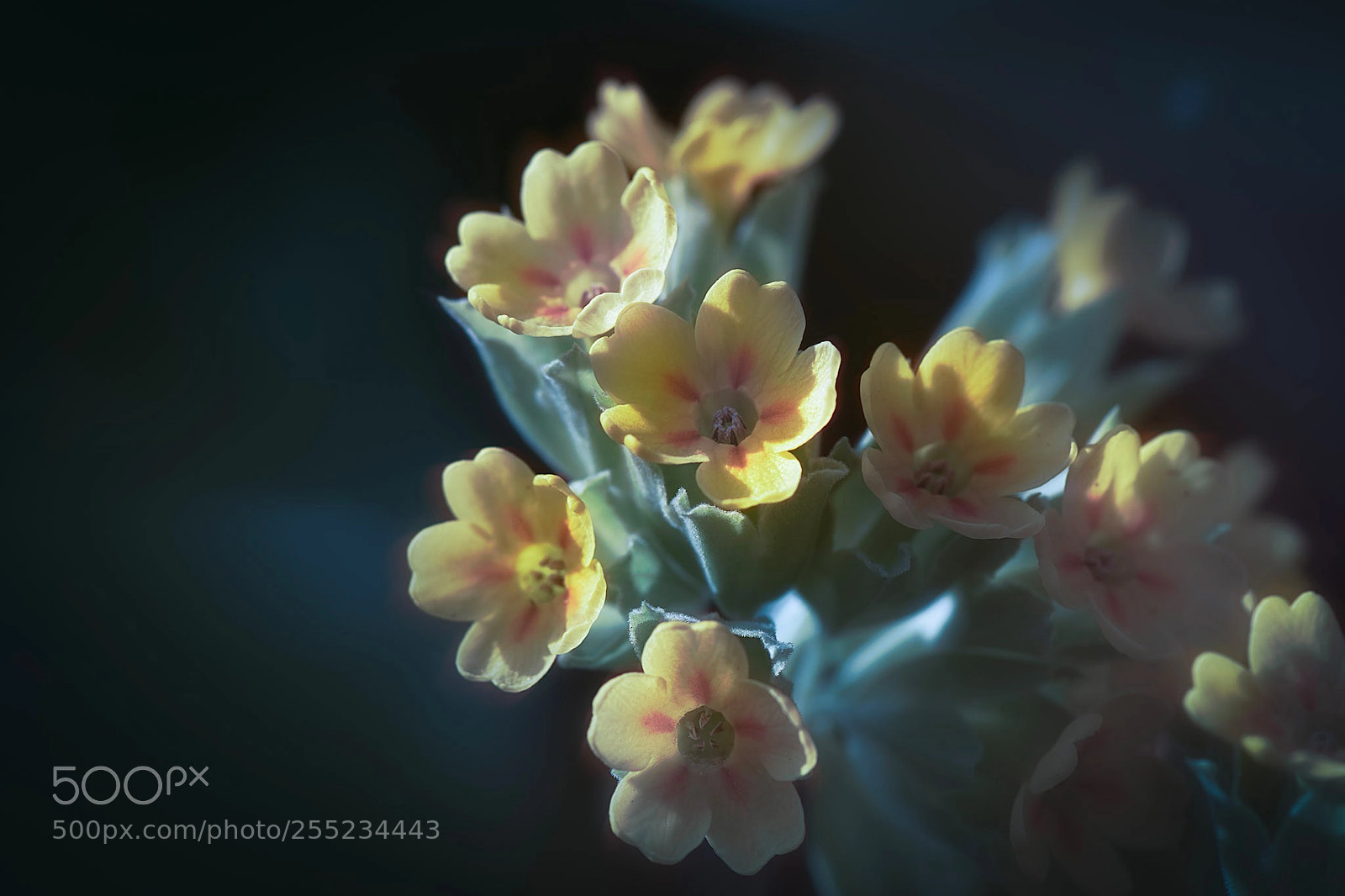 Nikon D5300 sample photo. Gullviva photography