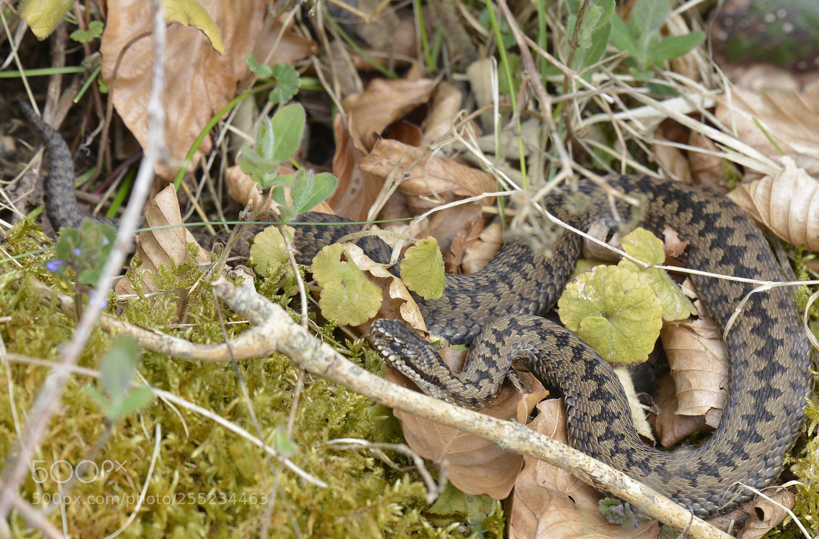 Nikon D7100 sample photo. Adder photography