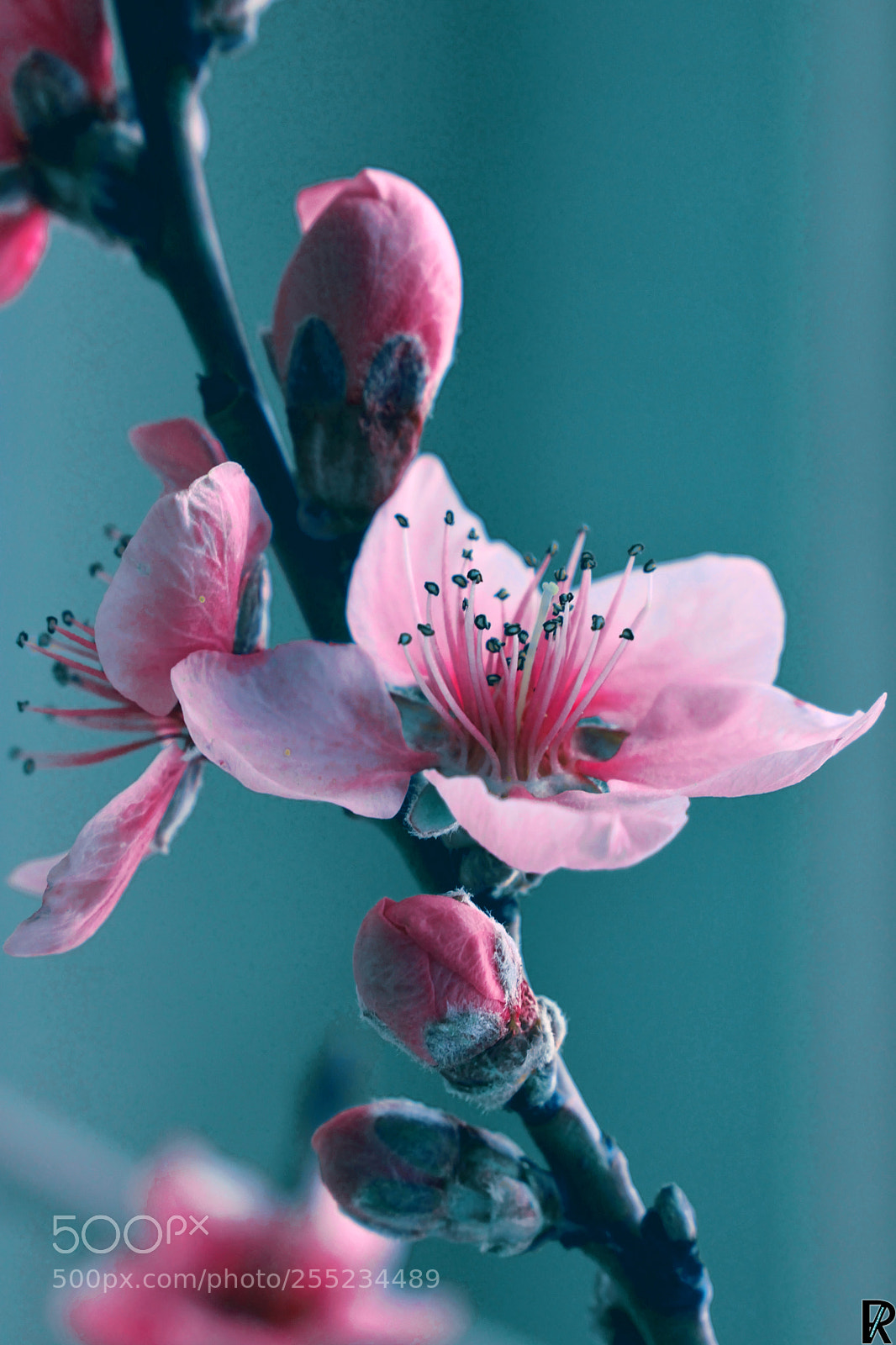 Nikon D3300 sample photo. Peach blossom 2 spring2018 photography