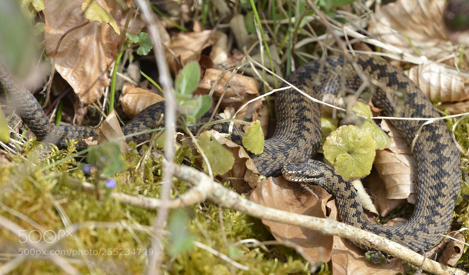 Nikon D7100 sample photo. Adder photography