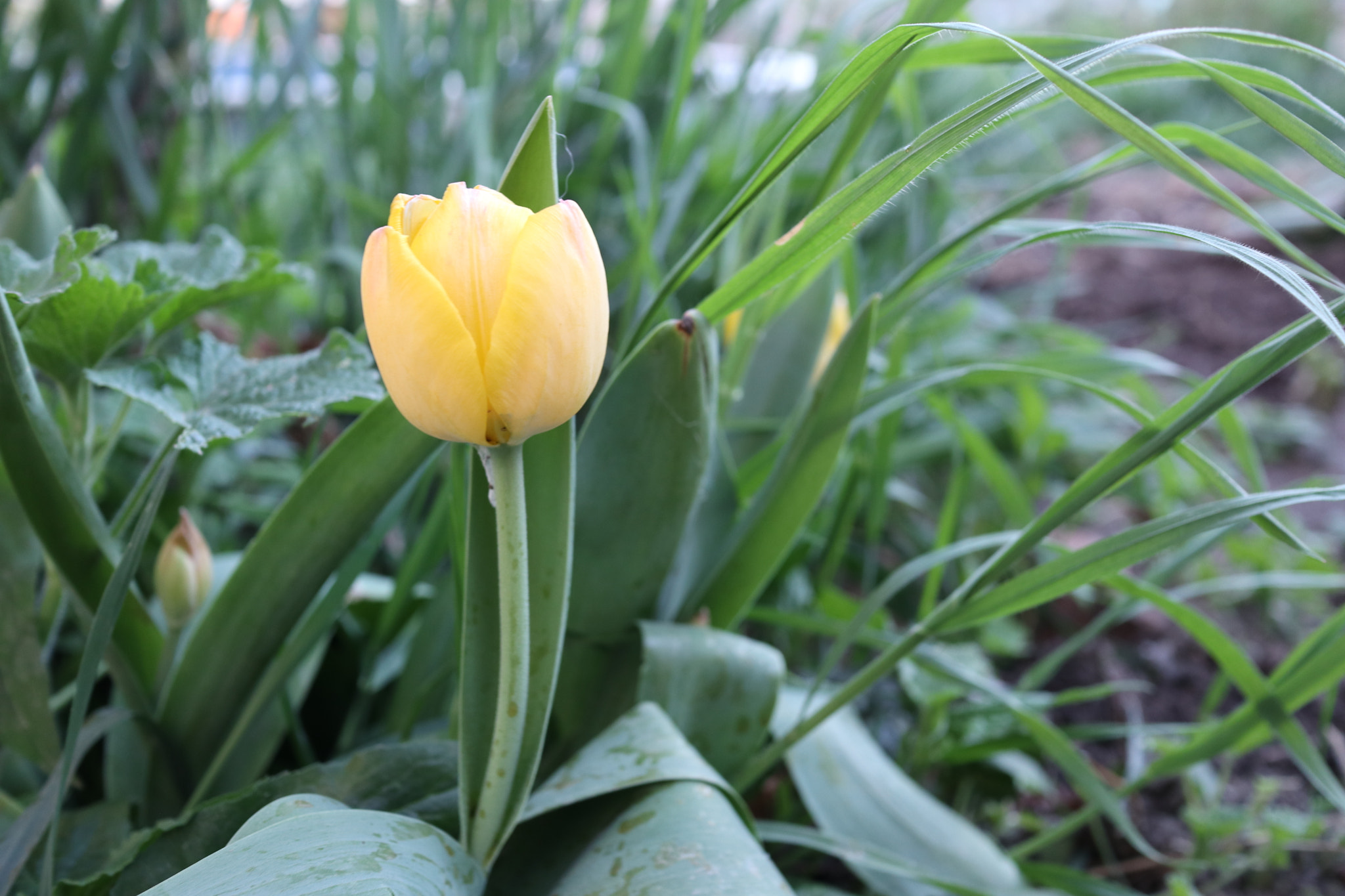 Canon EF-M 22mm F2 STM sample photo. Yellow tulip photography
