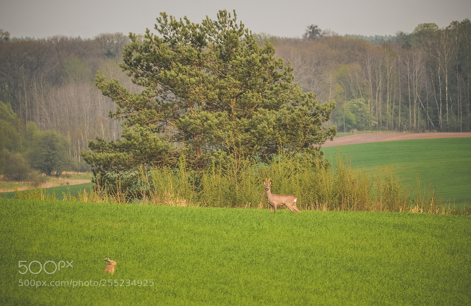 Nikon D7000 sample photo. Meeting in the meadow photography