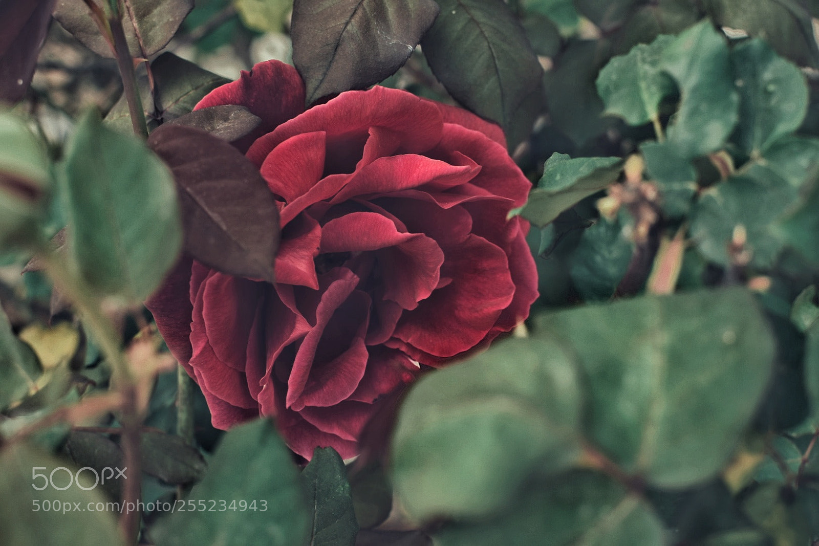 Nikon D5300 sample photo. Shy rose photography