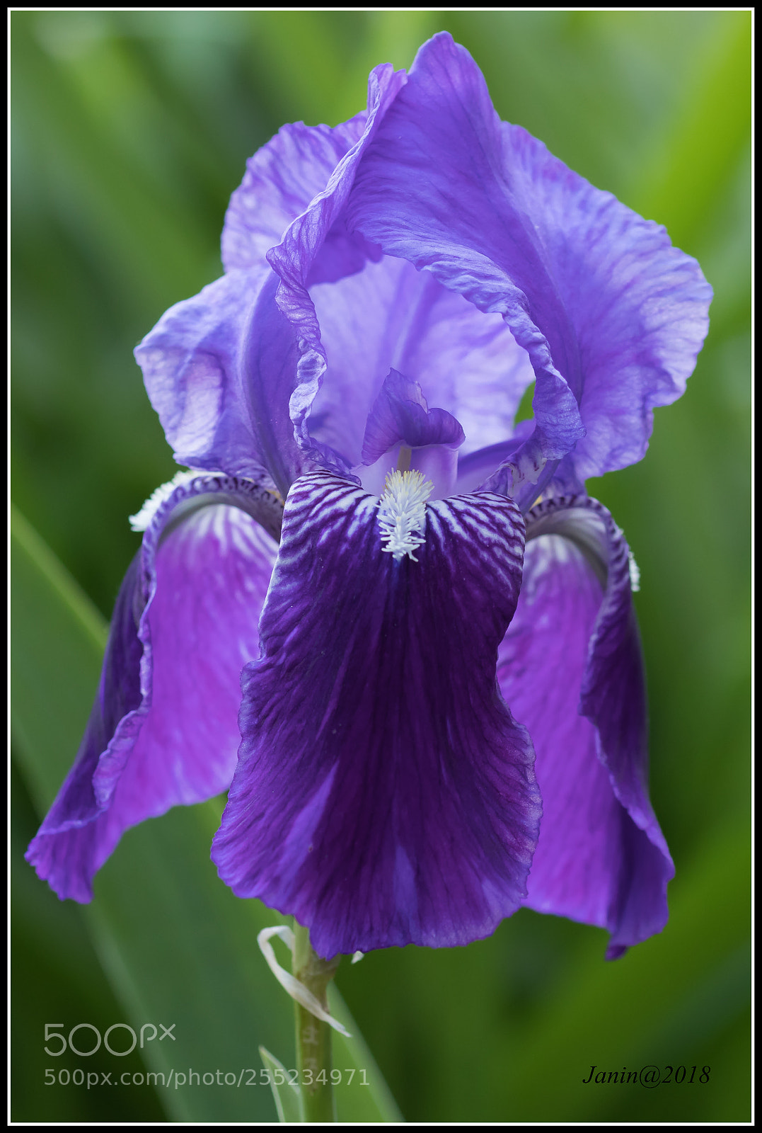 Canon EOS 77D (EOS 9000D / EOS 770D) sample photo. Iris photography