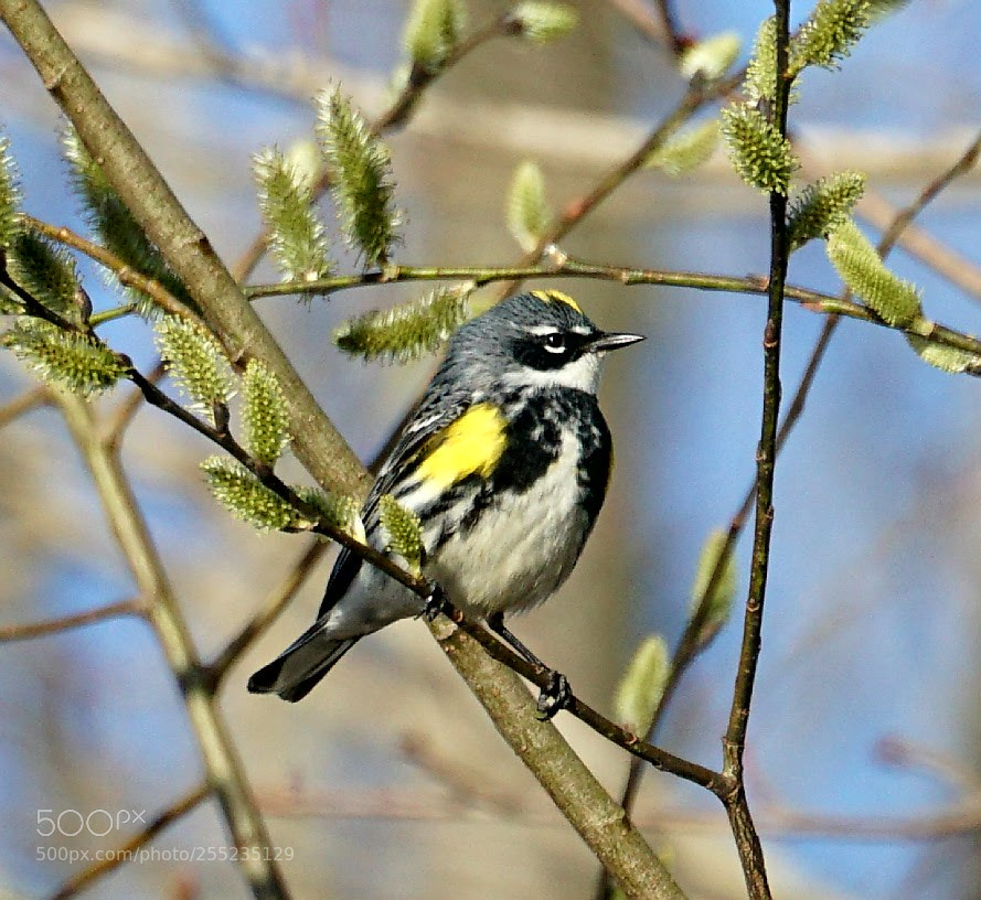 Sony a6000 sample photo. Yellow rumped warbler photography