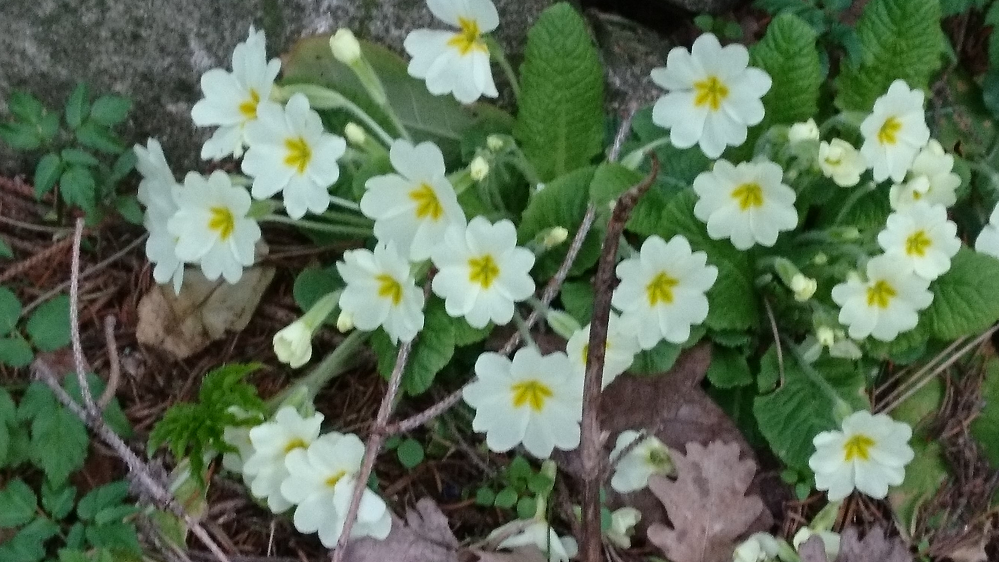 Sony Xperia X sample photo