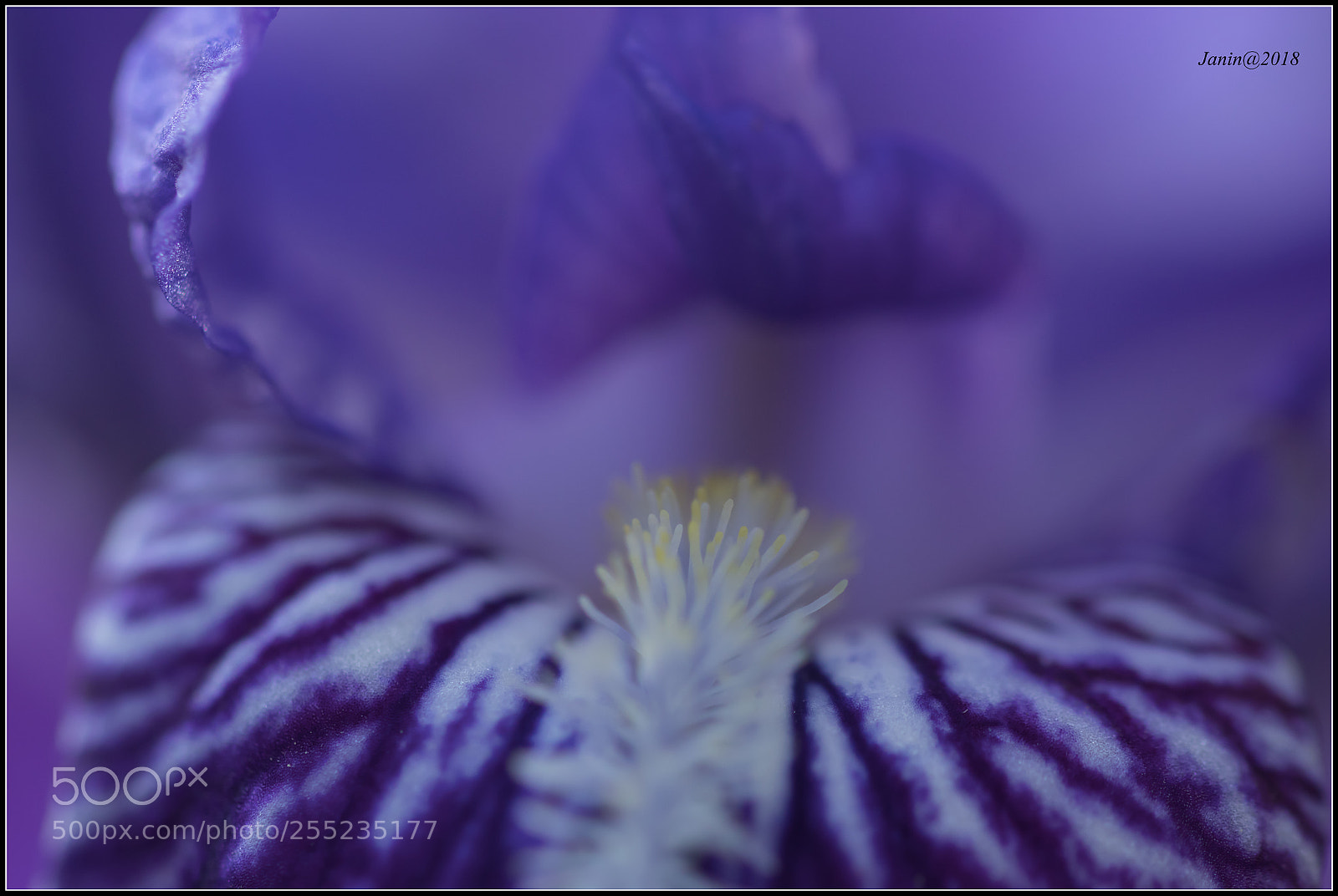 Canon EOS 77D (EOS 9000D / EOS 770D) sample photo. Iris - details photography