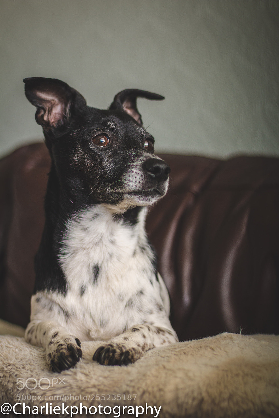 Canon EOS 70D sample photo. Jack russel photography