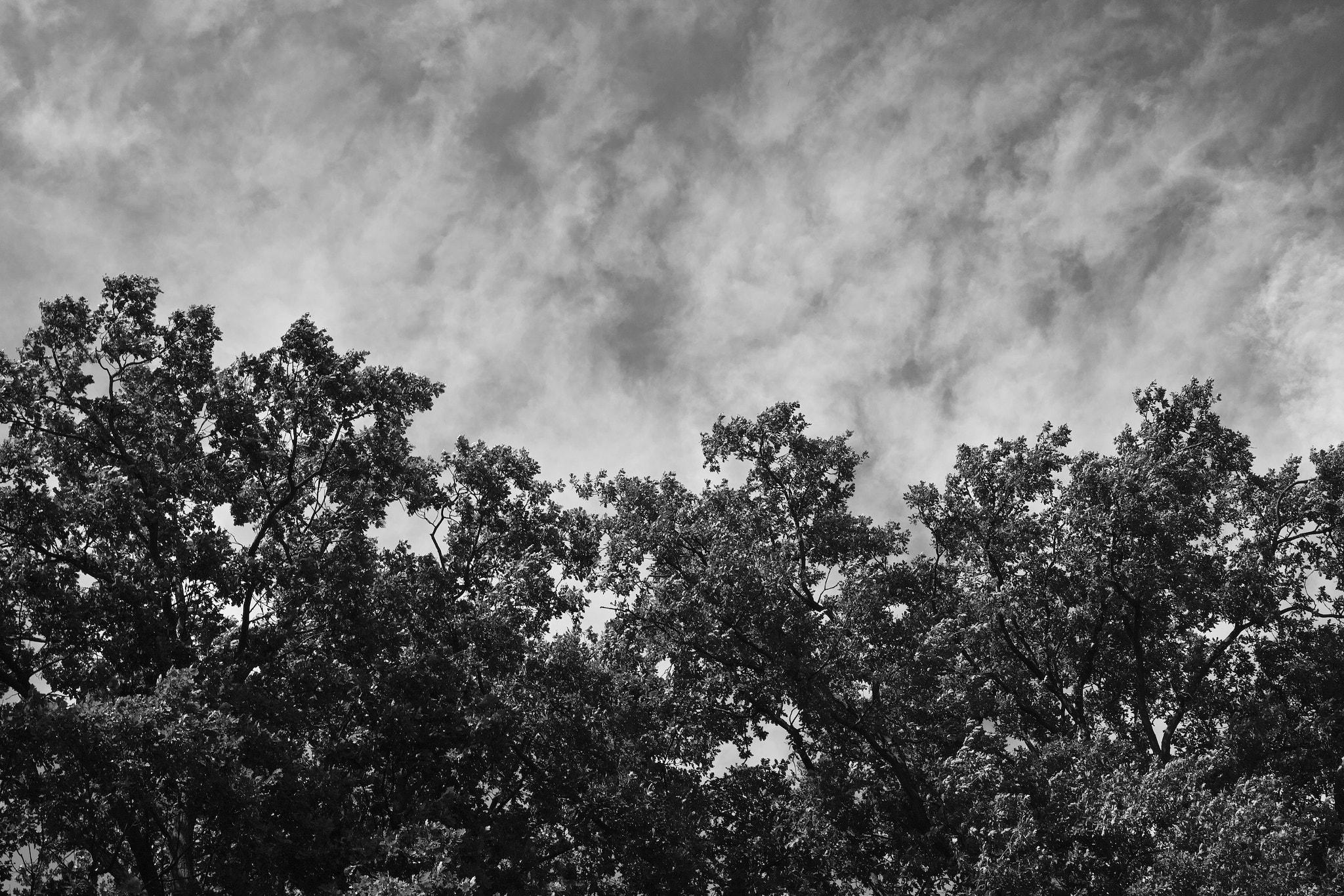 Sigma DP2 Merrill sample photo. Smokey three photography