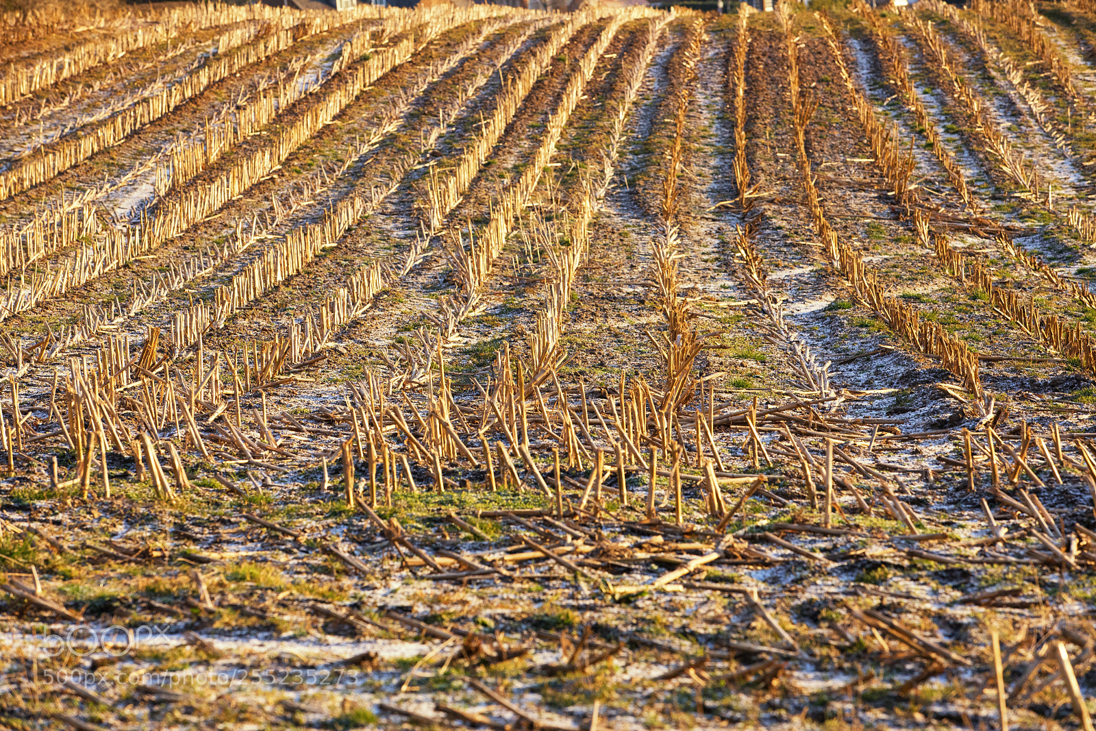 Canon EOS 5D Mark IV sample photo. Hay in the frosty photography
