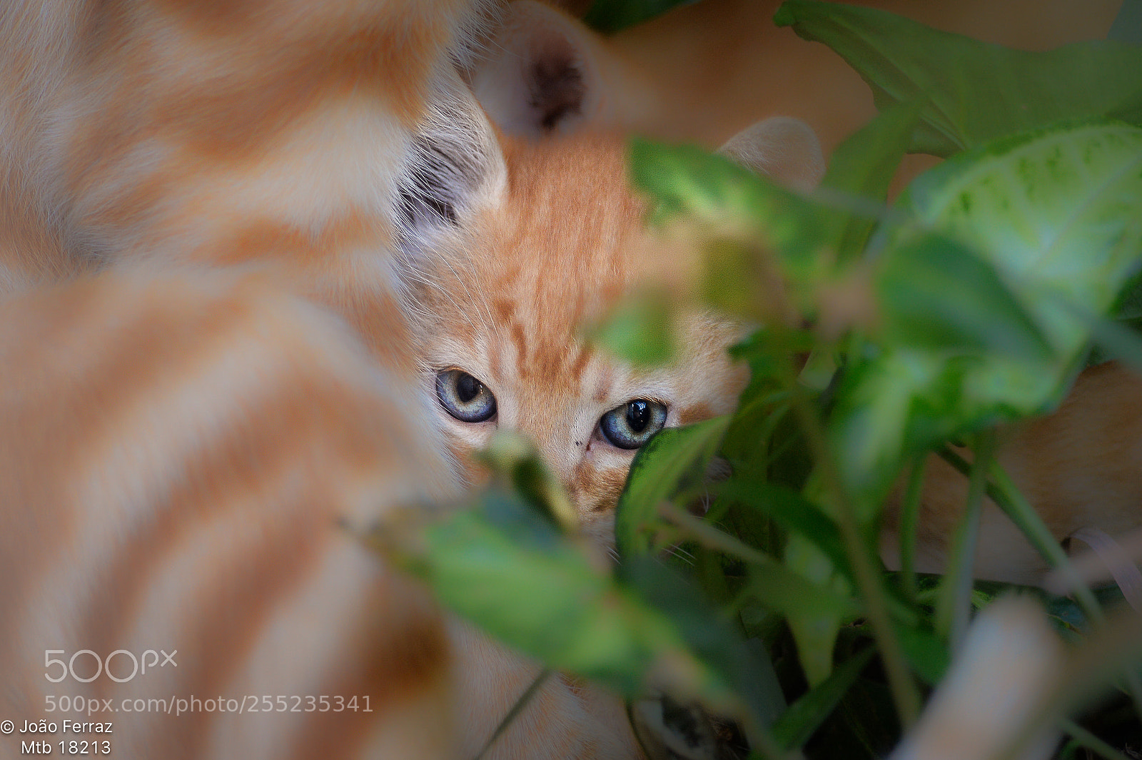 Nikon D4 sample photo. Blue eyes... photography