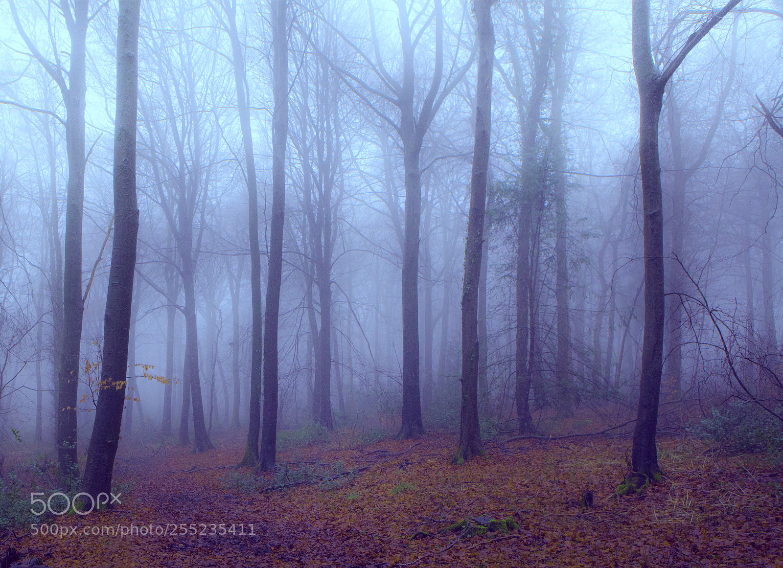 Canon EOS 5D Mark II sample photo. Into the misty woods photography