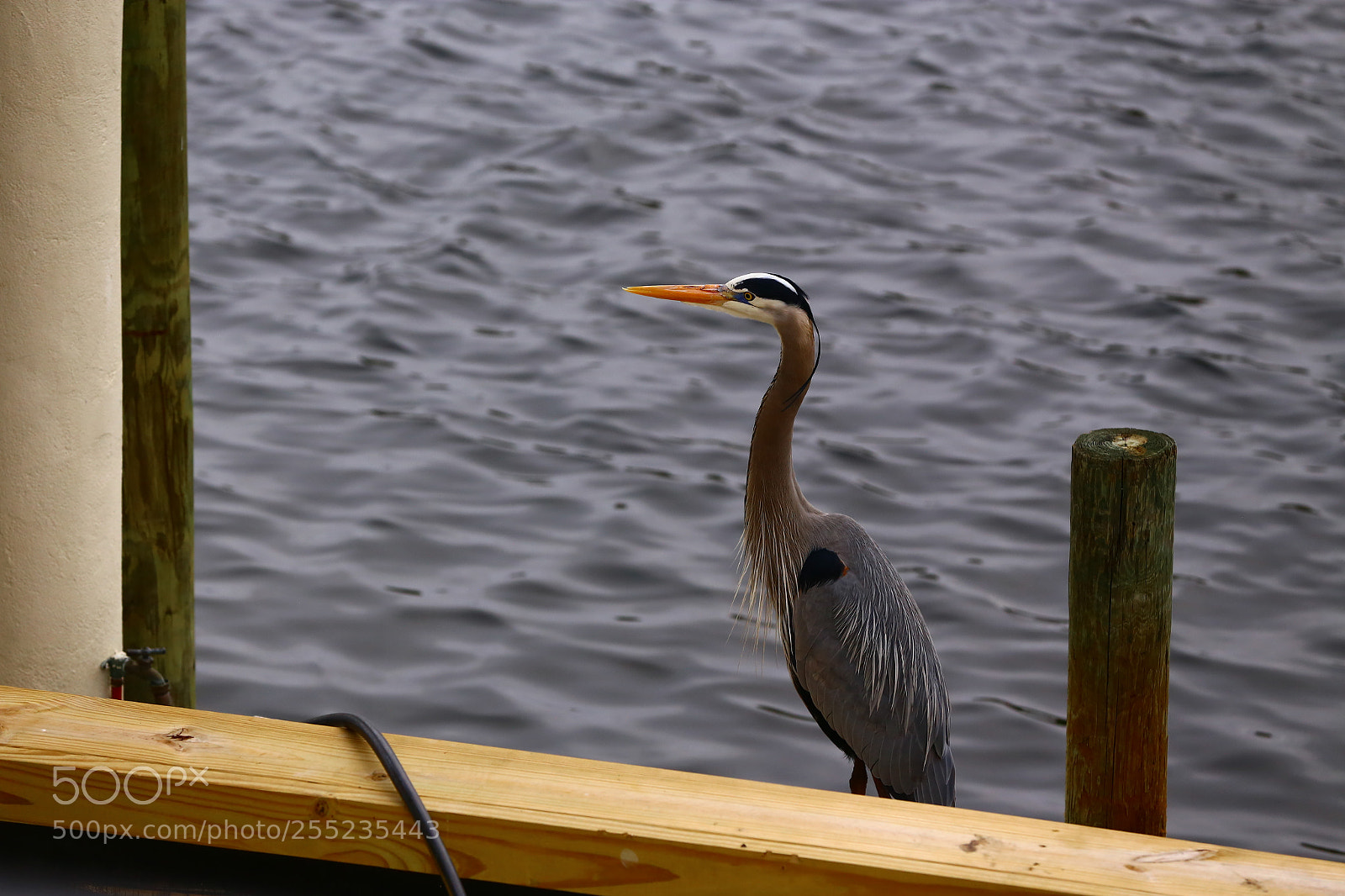 Canon EF 70-200mm F2.8L IS II USM sample photo. Destin 2018 photography