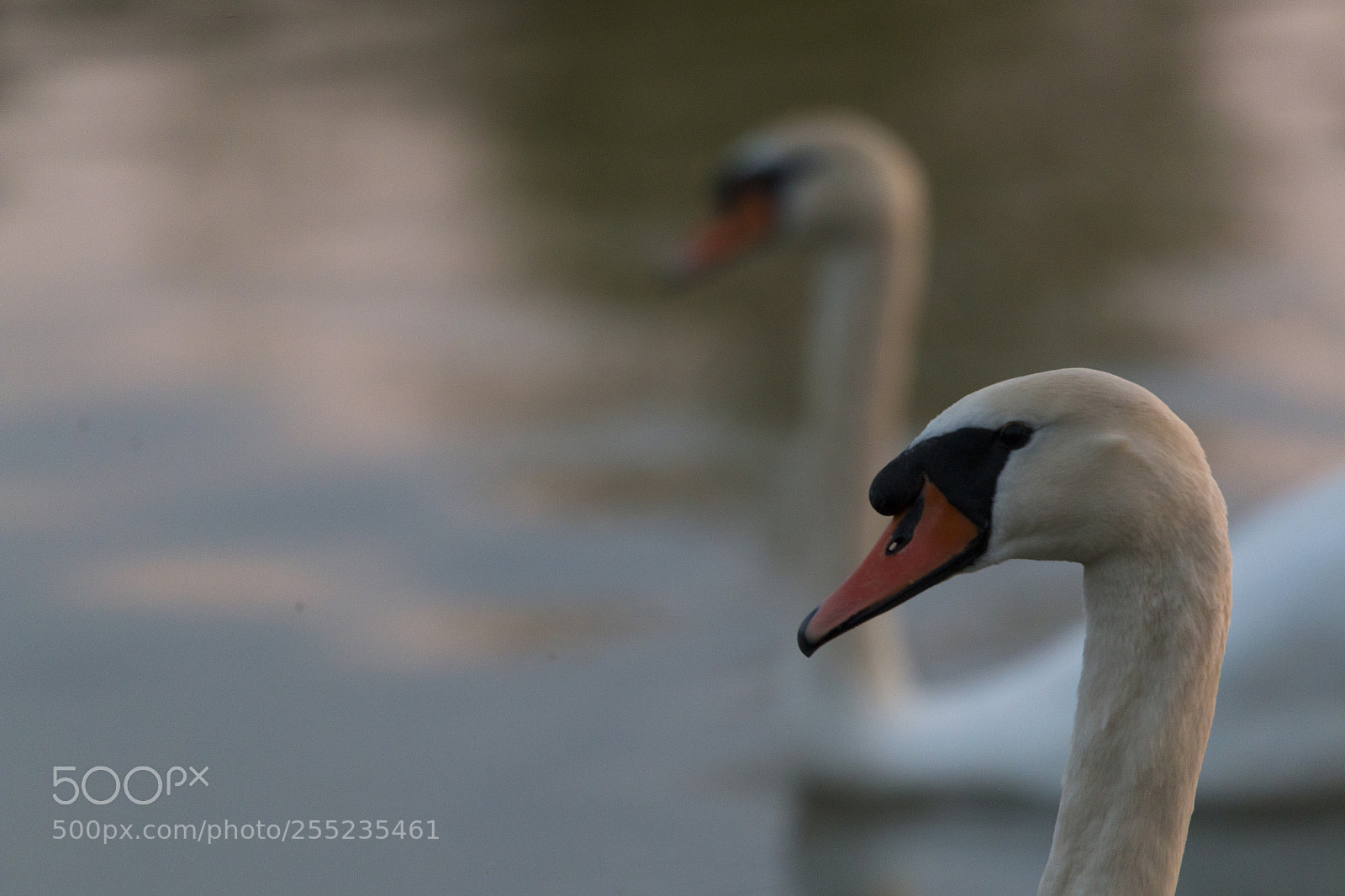 Canon EOS 70D sample photo. Duck-face photography