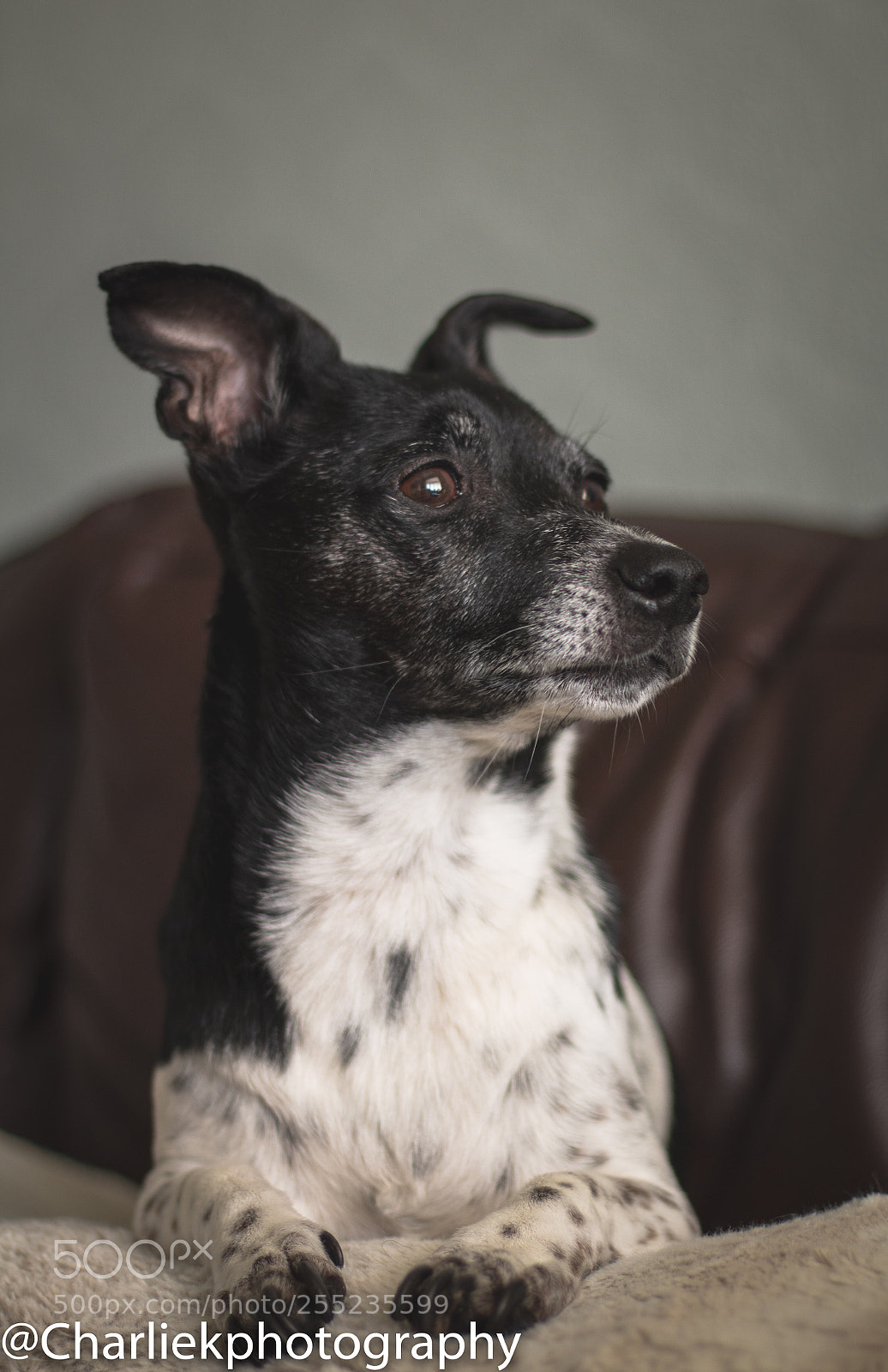 Canon EOS 70D sample photo. Jack russel photography