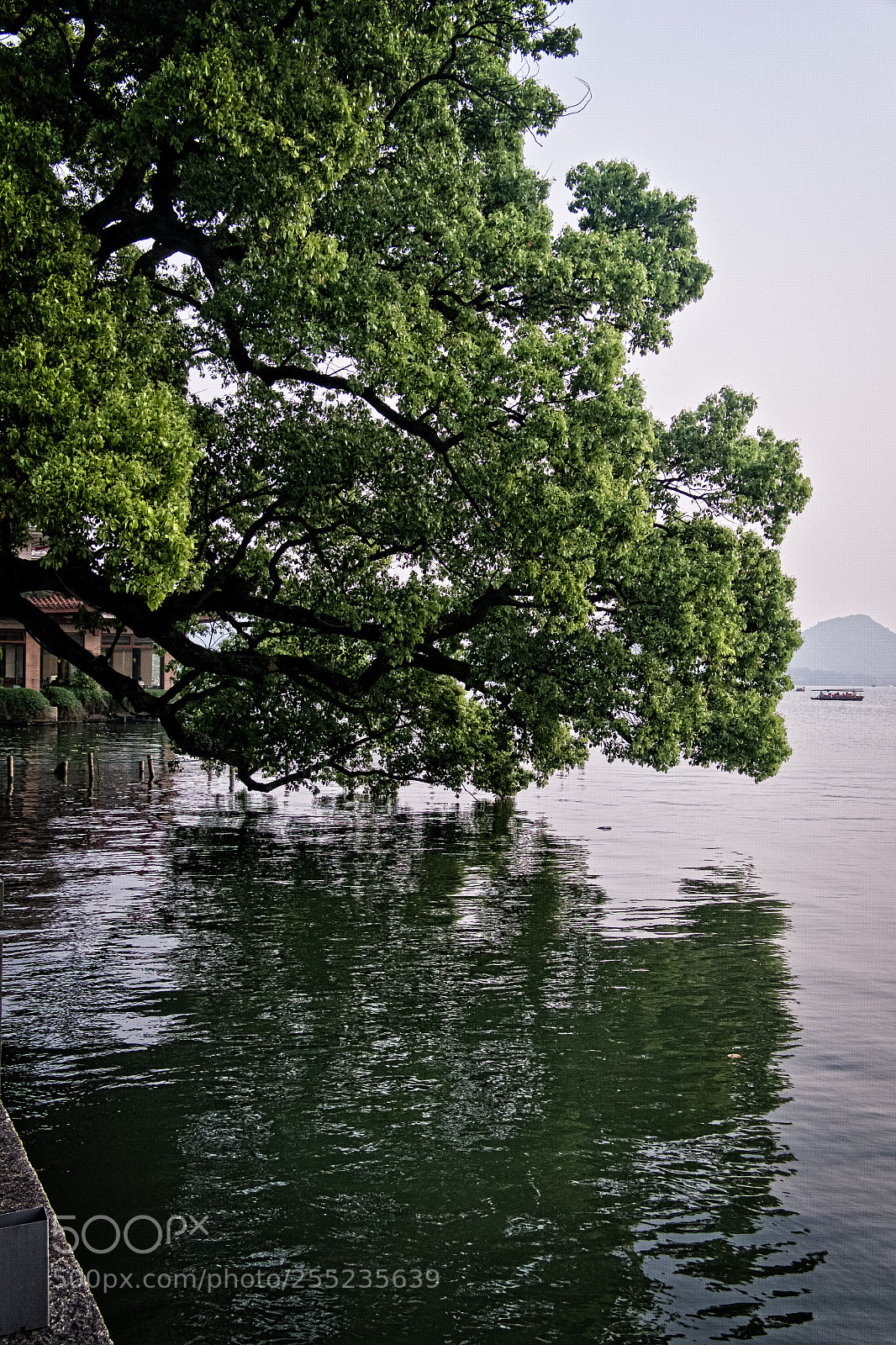 Fujifilm X-E1 sample photo. Tree reflection photography