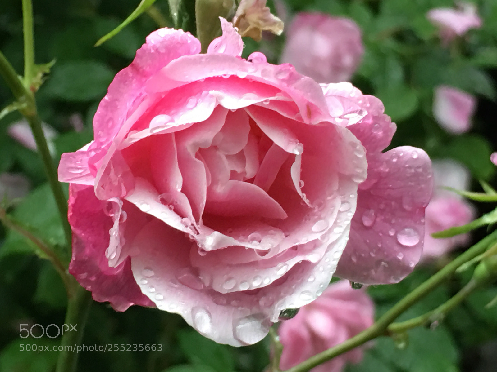 Apple iPhone 6s Plus sample photo. Spring2018 flowers photography