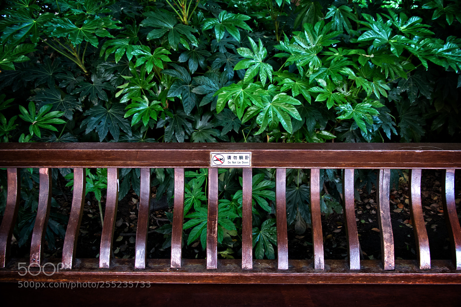Fujifilm X-E1 sample photo. Do not lie down photography