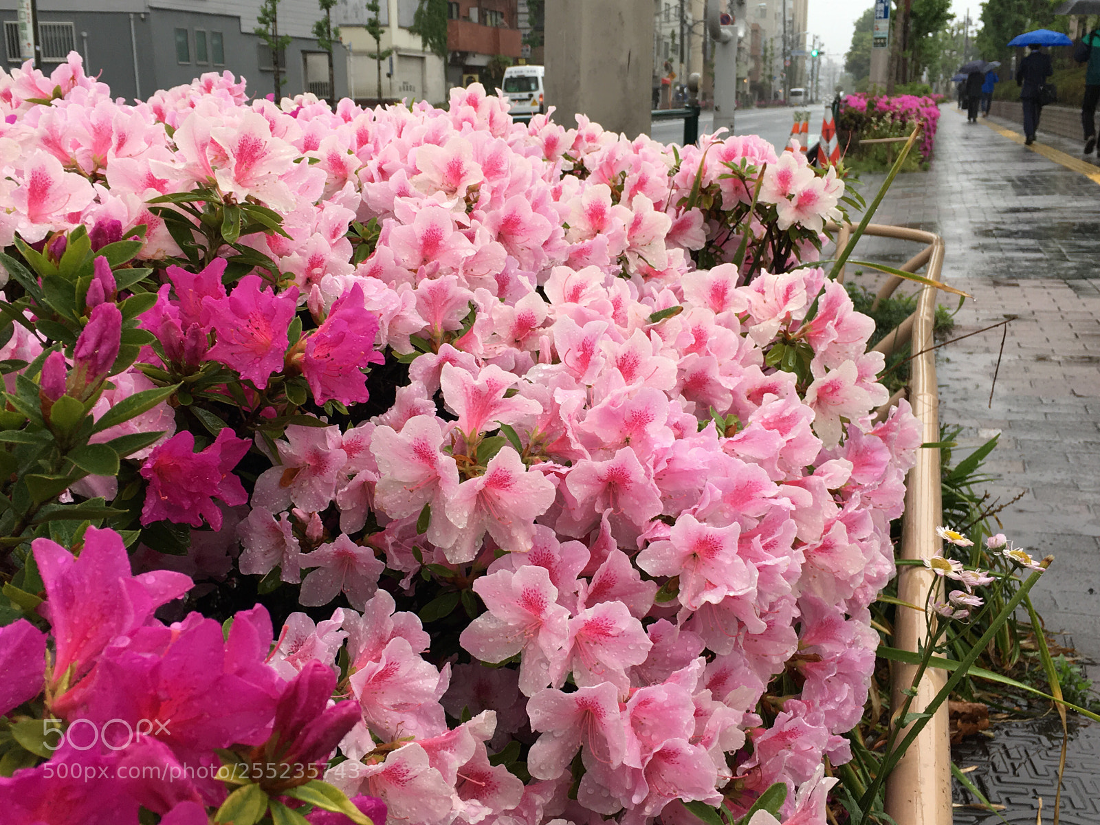 Apple iPhone 6s Plus sample photo. Spring2018 flowers photography