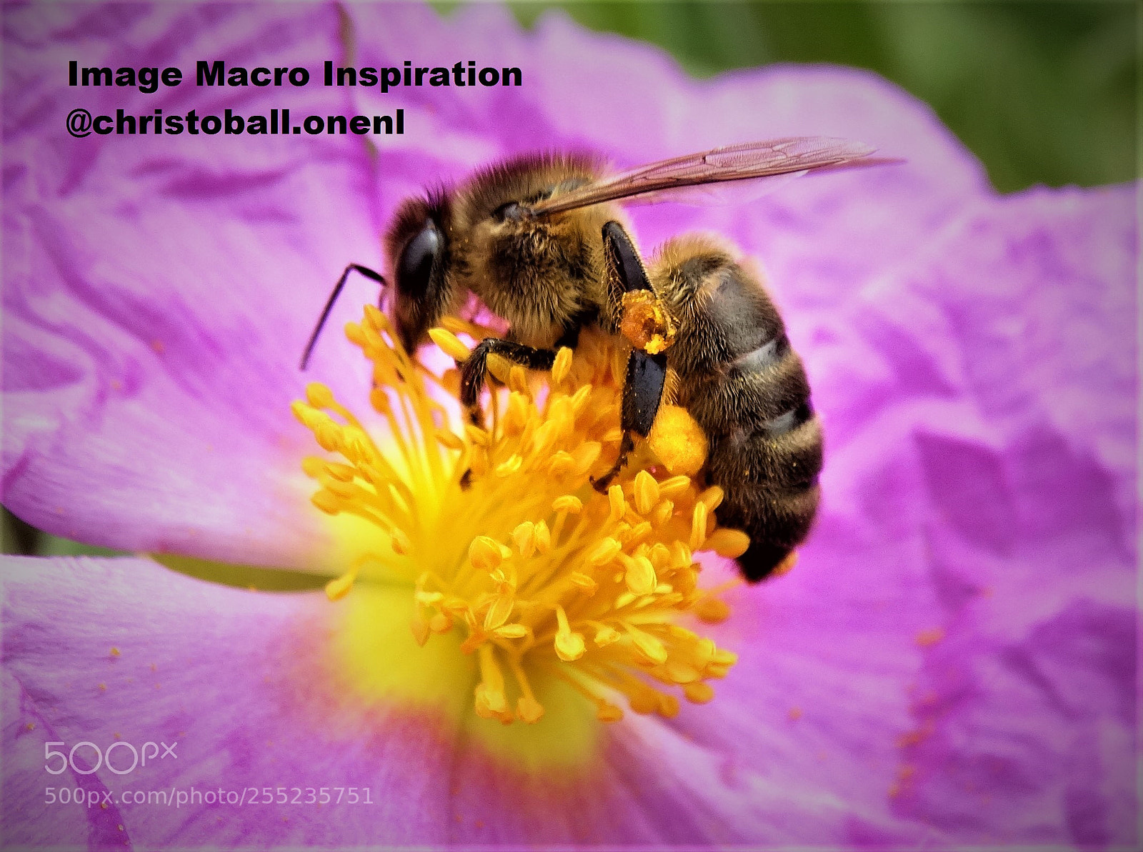 Sony Cyber-shot DSC-HX300 sample photo. Dsc photography