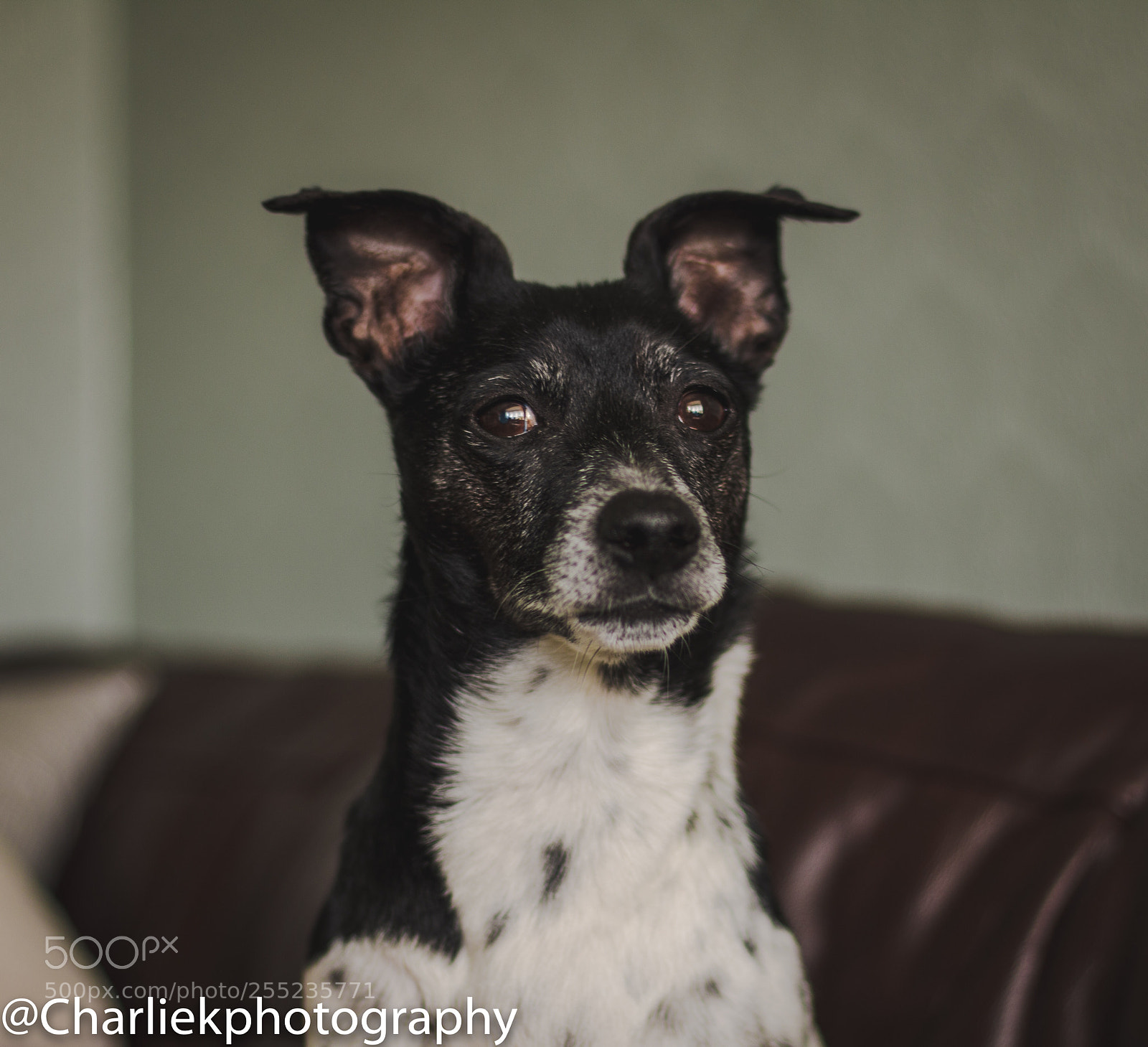 Canon EOS 70D sample photo. Jack russel  photography