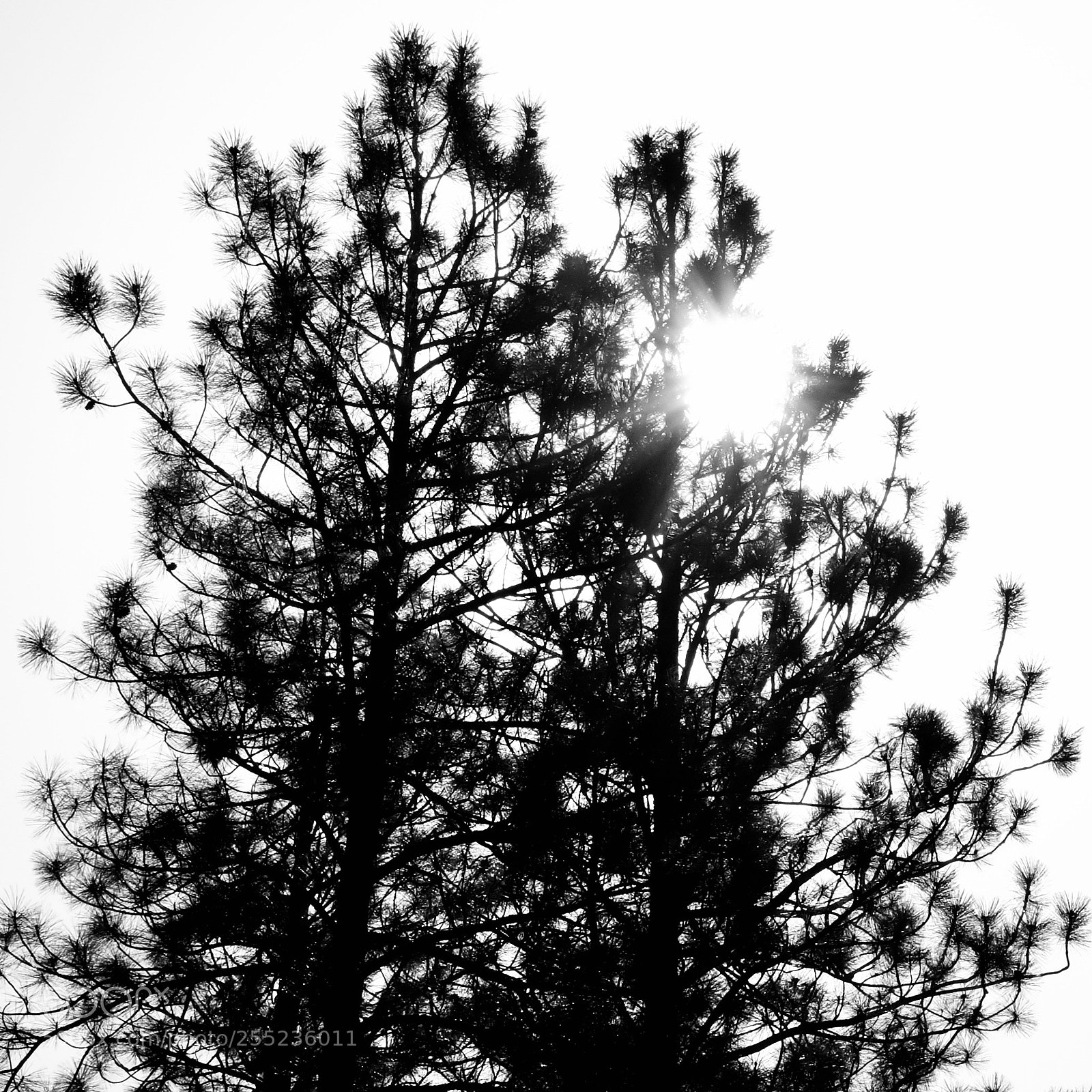 Fujifilm X100F sample photo. Sunnyday photography