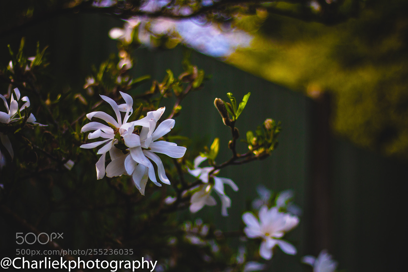 Canon EOS 70D sample photo. White flowers  photography