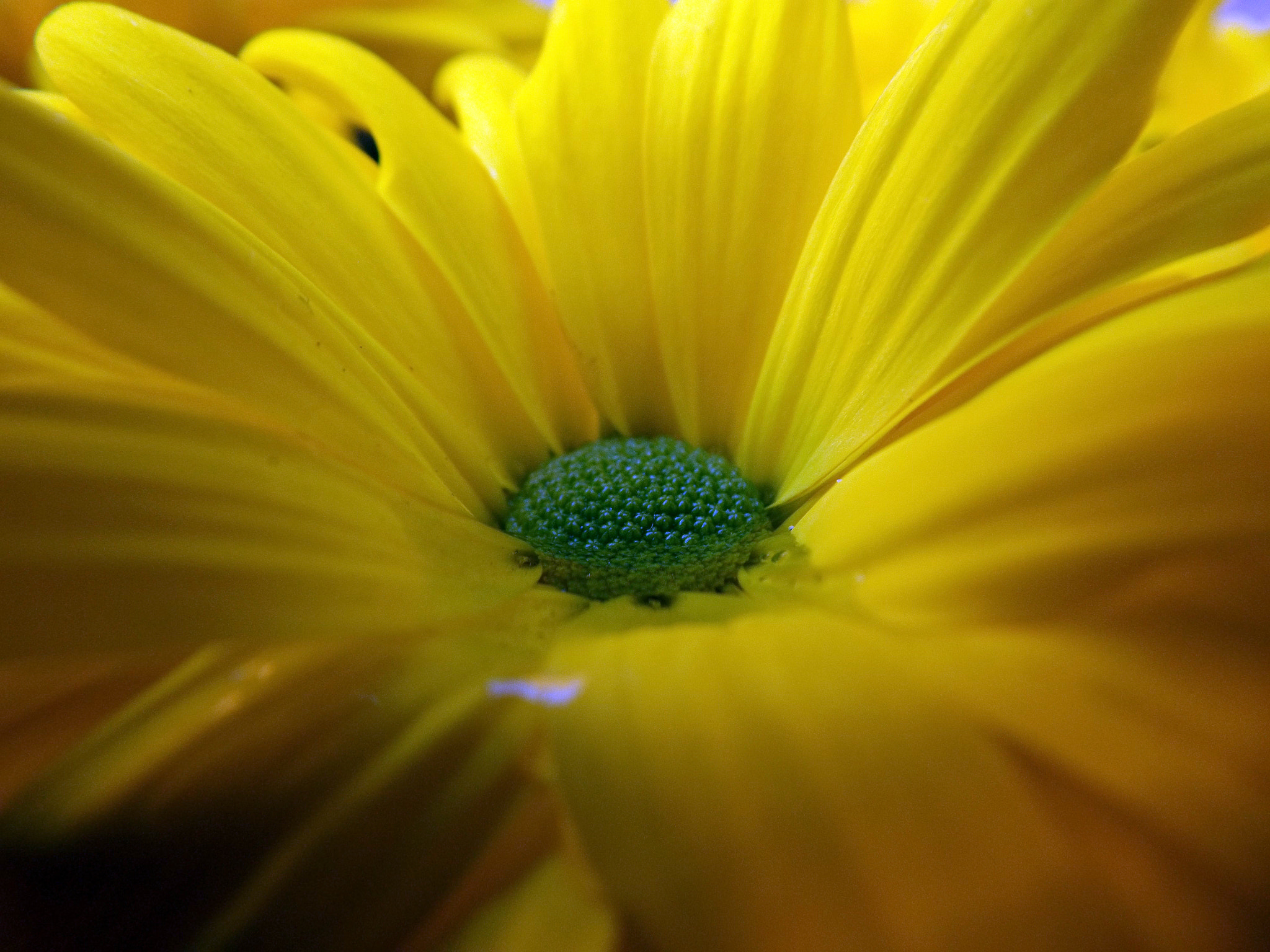 Fujifilm FinePix S4800 sample photo. Bee pool photography