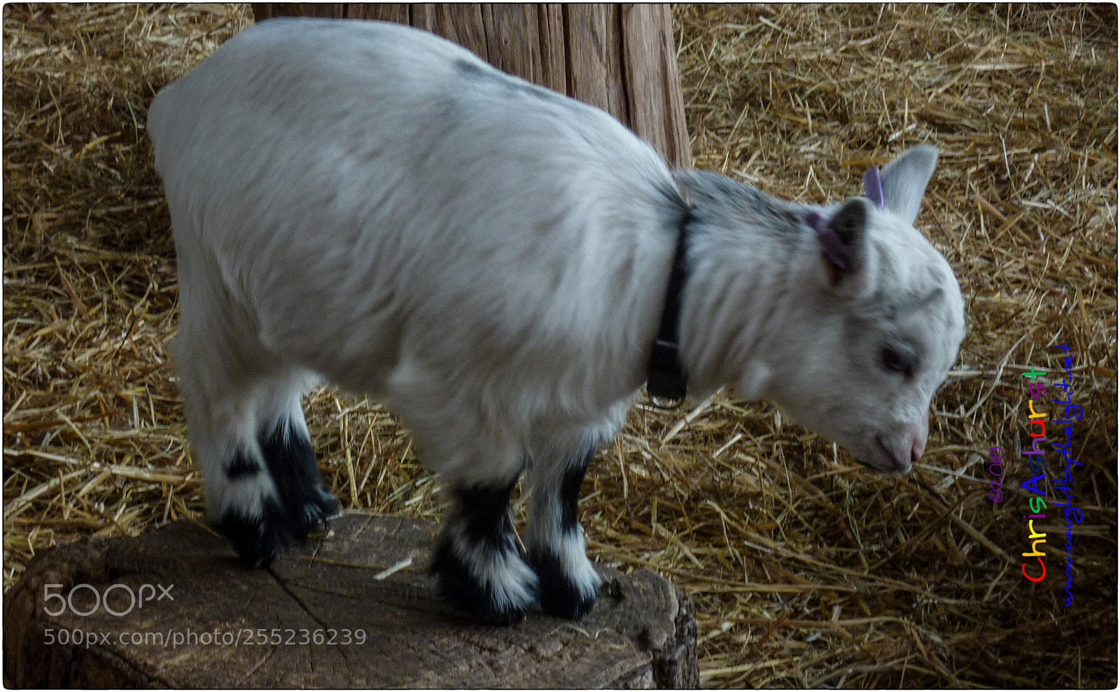 Panasonic DMC-TZ7 sample photo. Cute photography