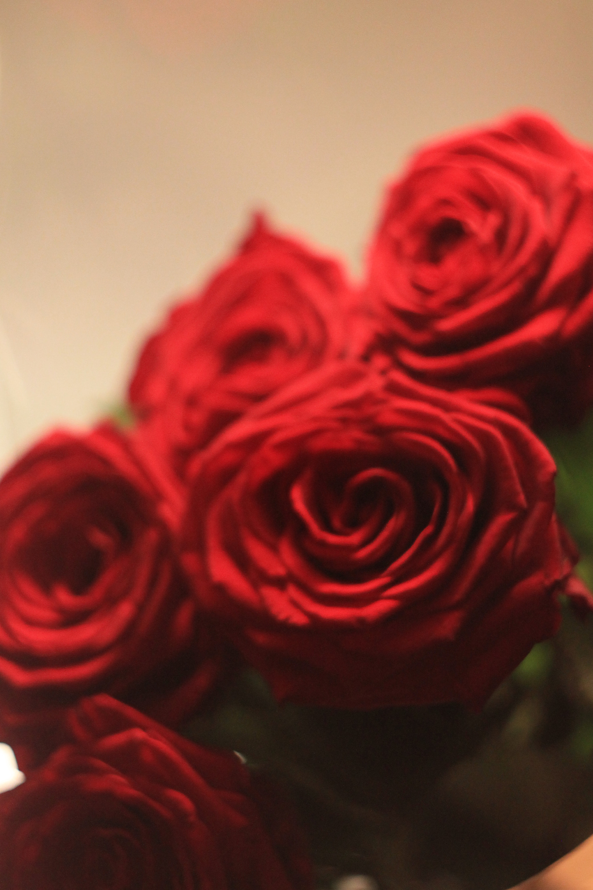Canon EOS 1100D (EOS Rebel T3 / EOS Kiss X50) sample photo. Passion roses photography