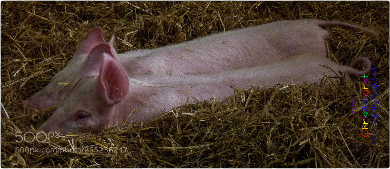 Panasonic DMC-TZ7 sample photo. One rasher or two? photography