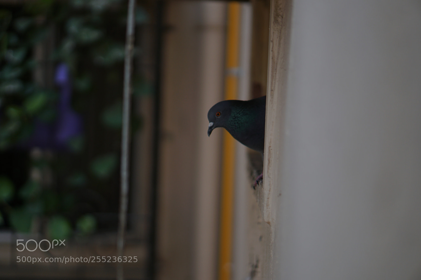 Sony a6300 sample photo. Untitled photography