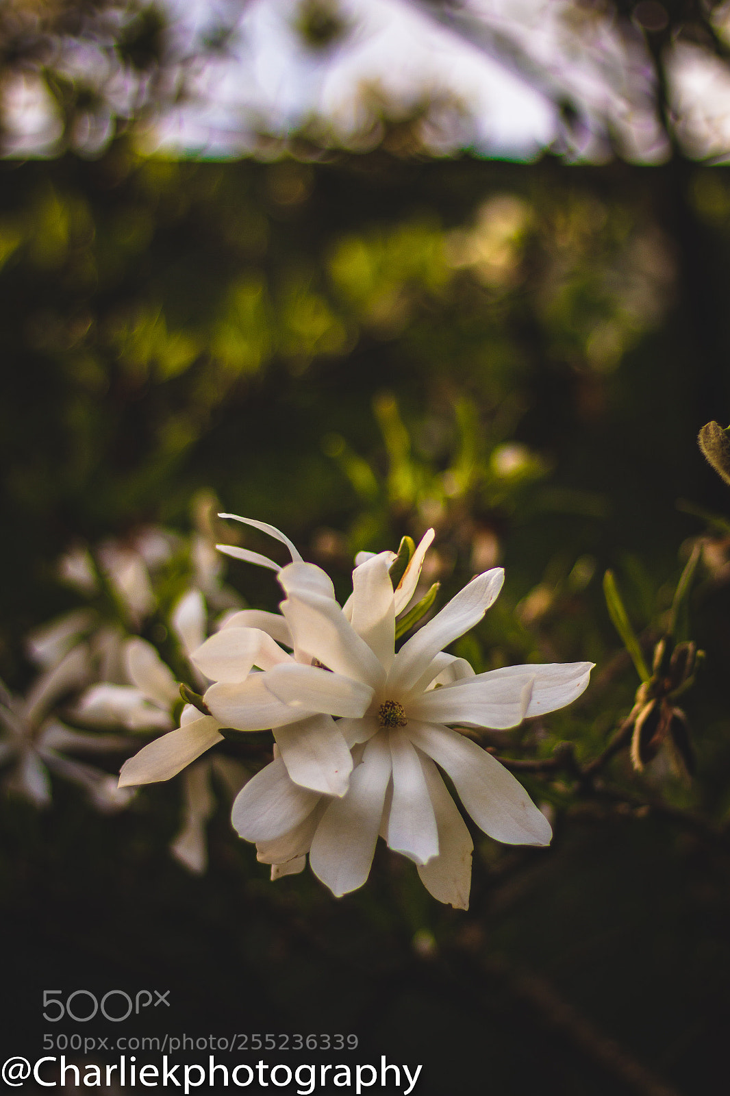 Canon EOS 70D sample photo. White flowers  photography