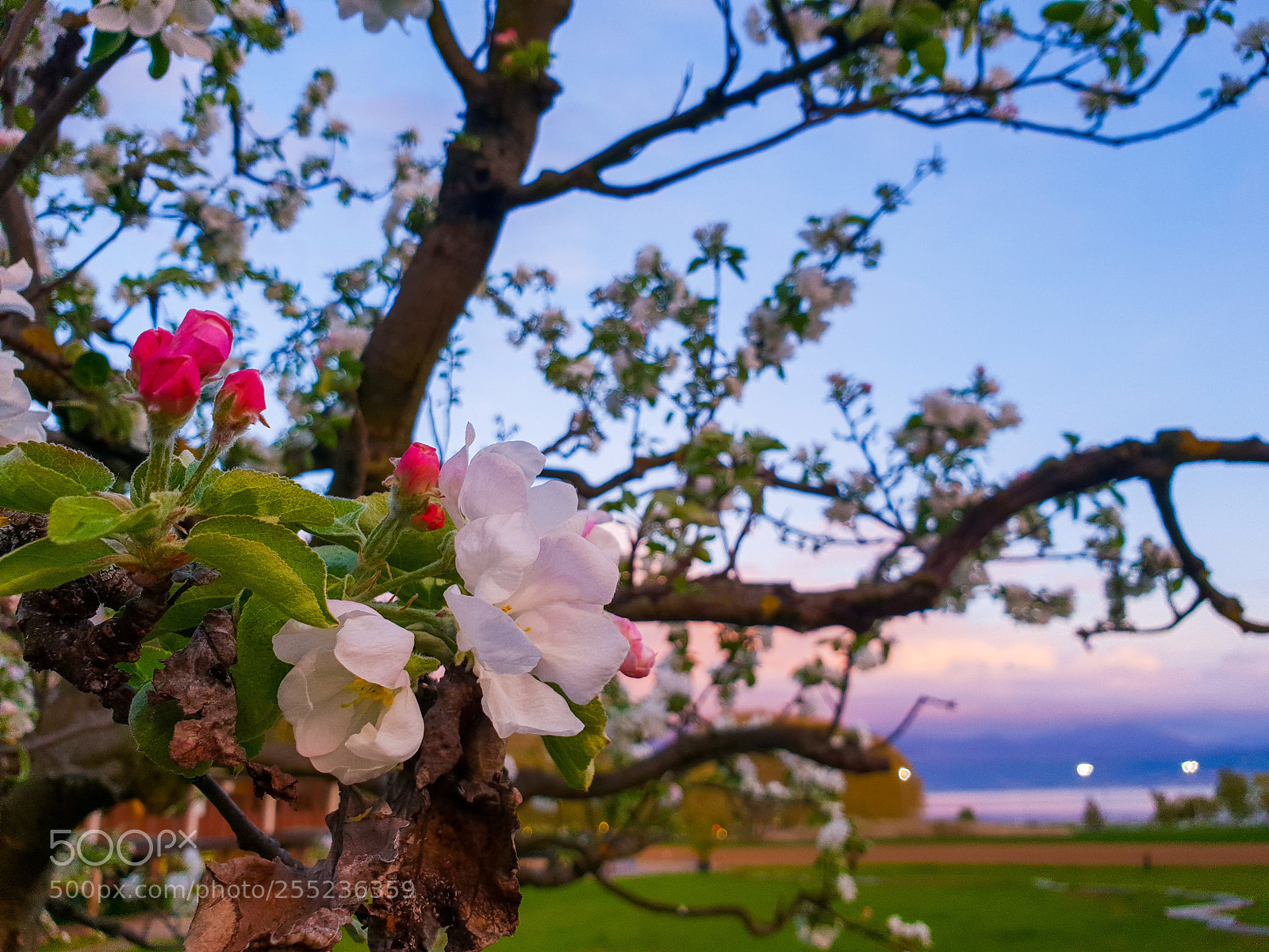 Samsung Galaxy S9 sample photo. Pink flowers photography