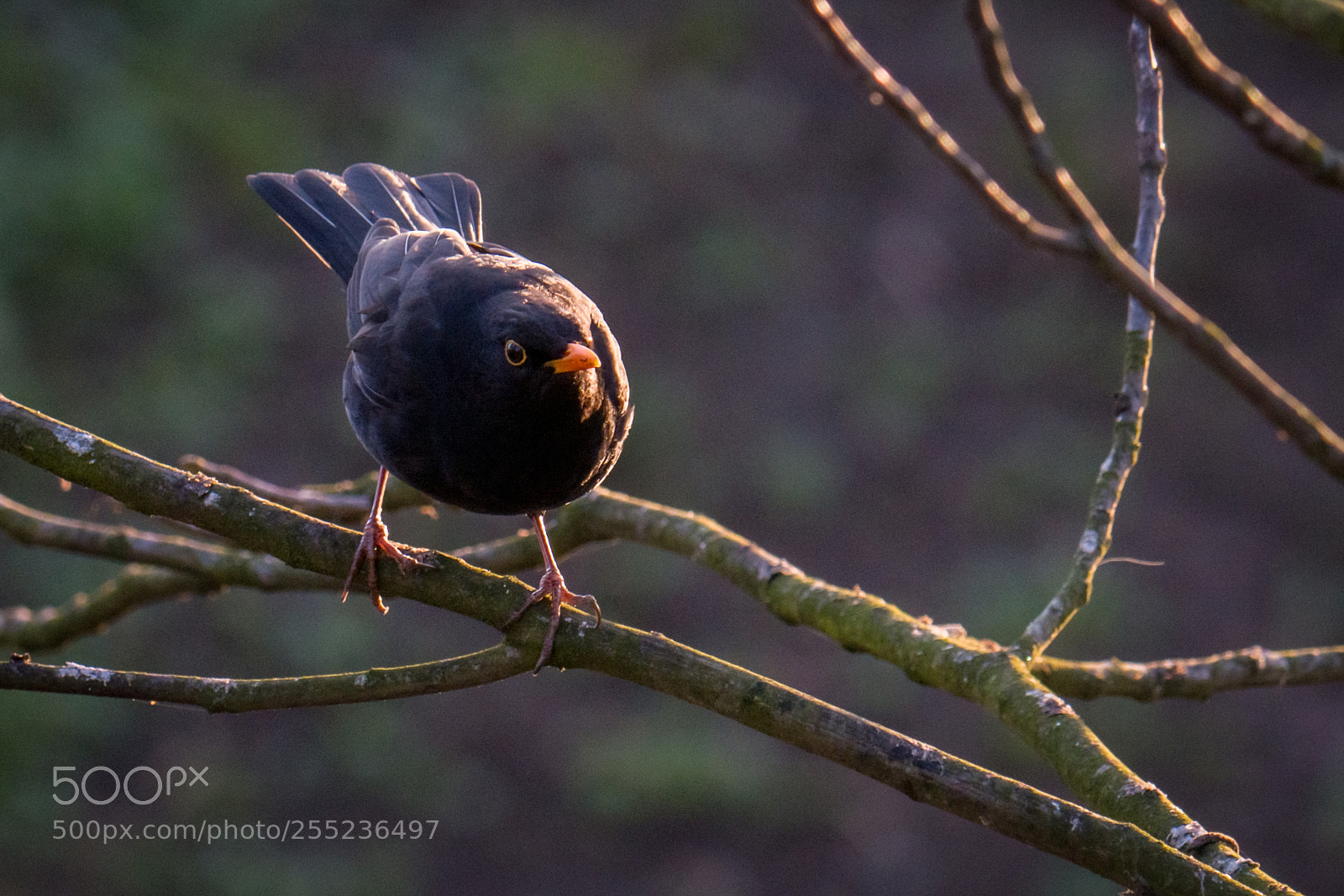 Panasonic Lumix DMC-GX7 sample photo. Blackbird photography