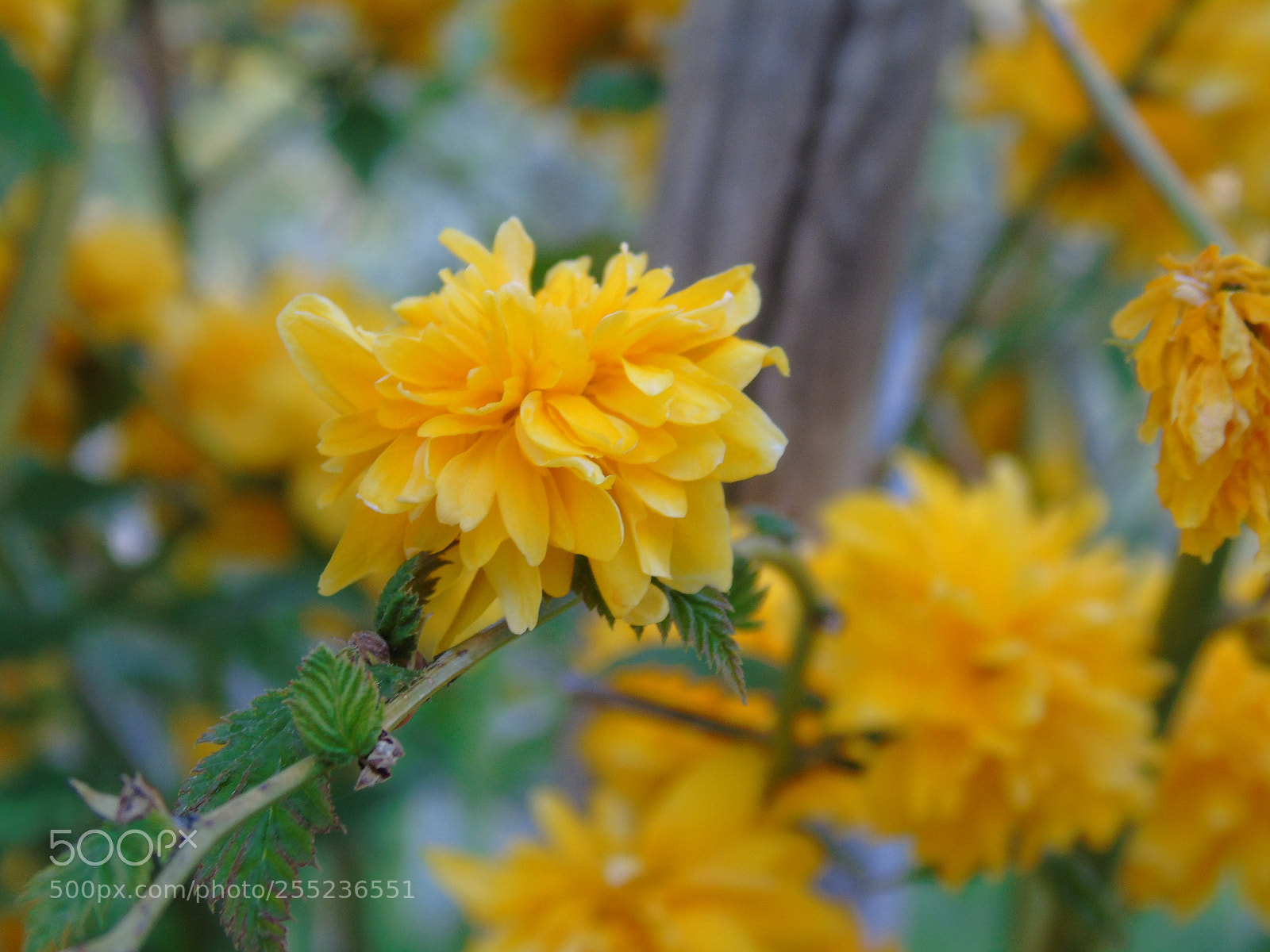Sony Cyber-shot DSC-H400 sample photo. Amazing spring photography