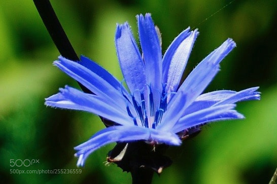 Nikon D7000 sample photo. Blue flower photography