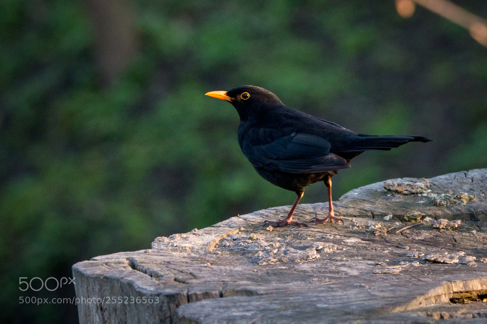 Panasonic Lumix DMC-GX7 sample photo. Blackbird photography