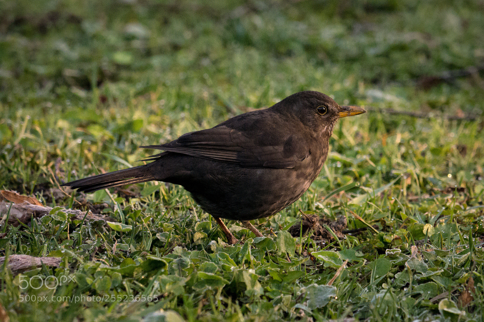 Panasonic Lumix DMC-GX7 sample photo. Blackbird photography