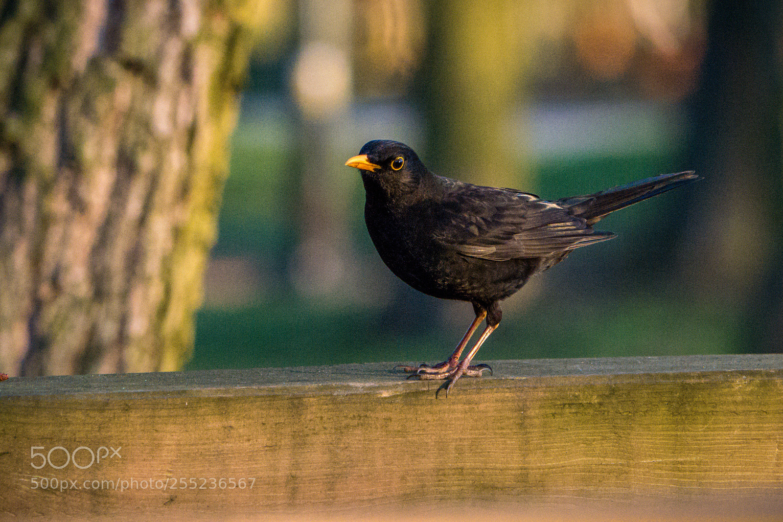 Panasonic Lumix DMC-GX7 sample photo. Blackbird photography