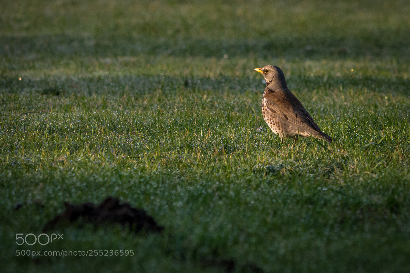 Panasonic Lumix DMC-GX7 sample photo. Fieldfare photography