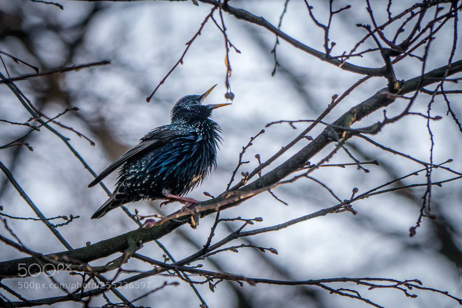 Panasonic Lumix DMC-GX7 sample photo. Starling photography