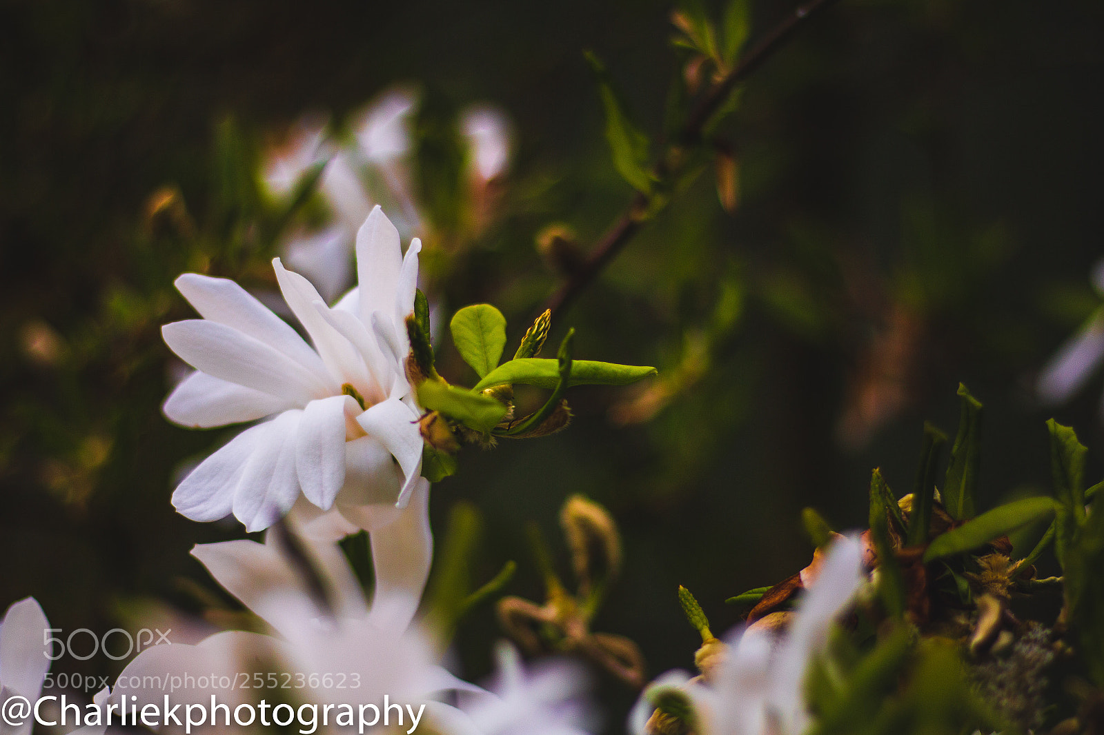 Canon EOS 70D sample photo. White flowers  photography