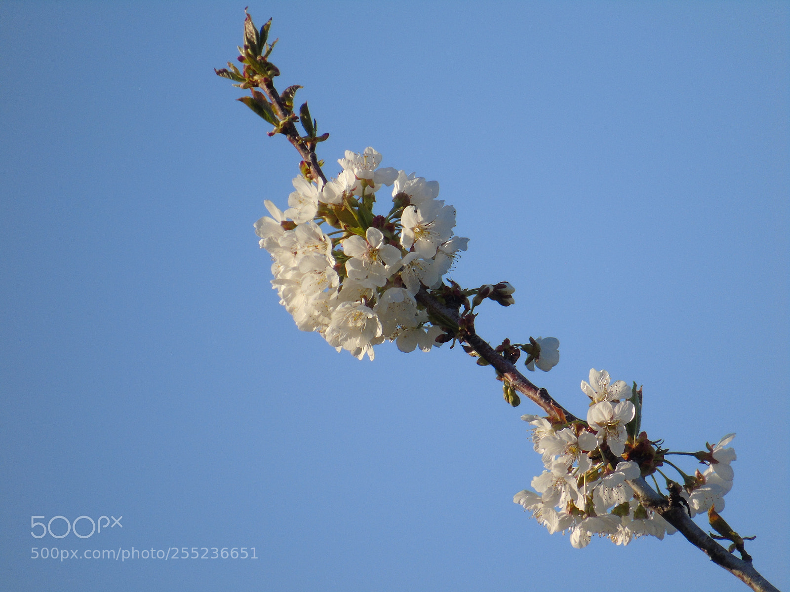 Sony Cyber-shot DSC-H400 sample photo. Flowers photography