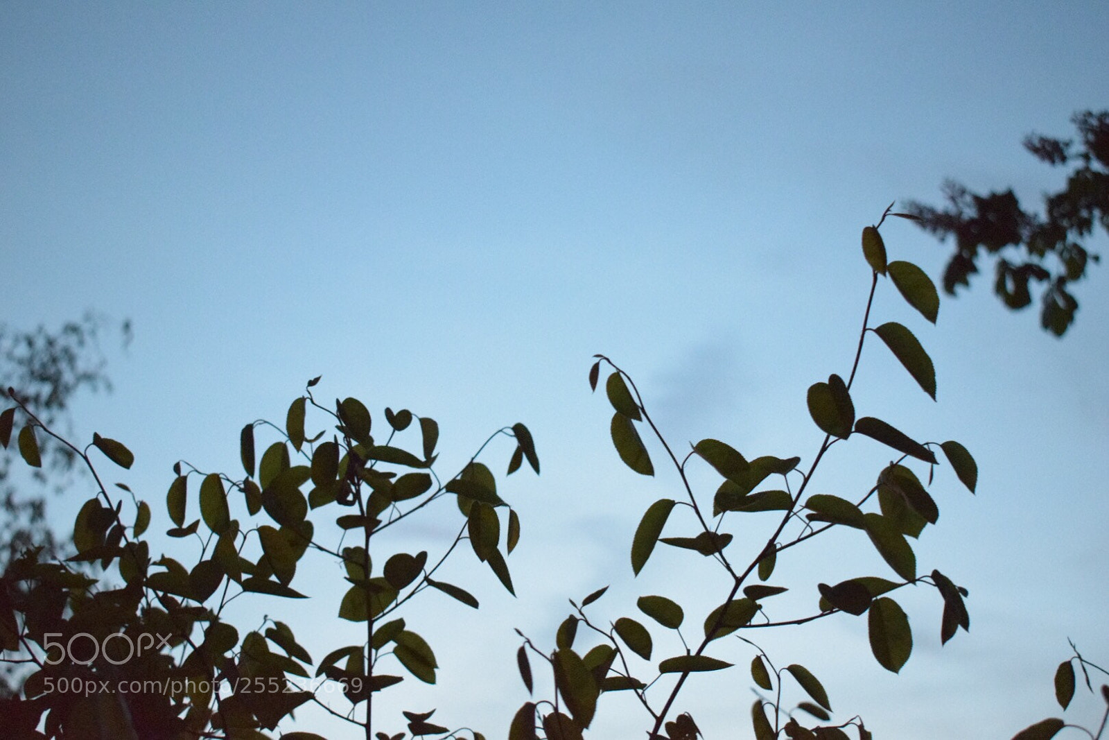 Nikon D5300 sample photo. Leafs photography