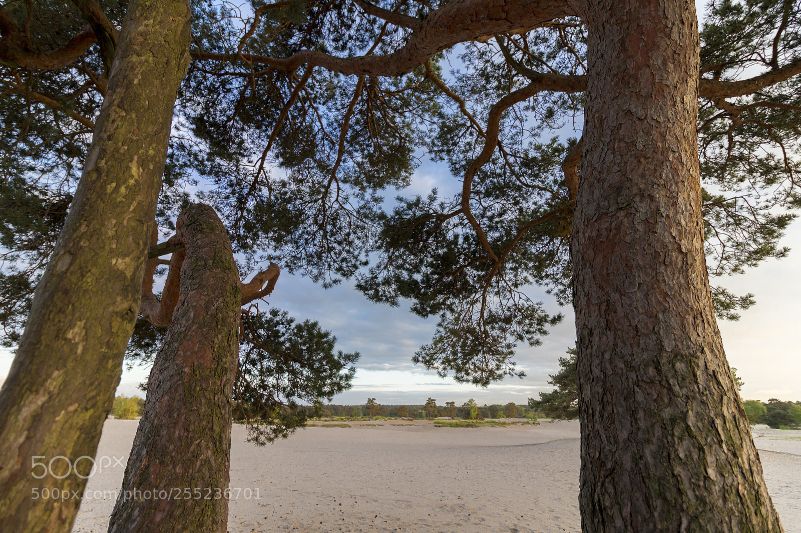 Canon EOS 70D sample photo. Lange duinen soest photography