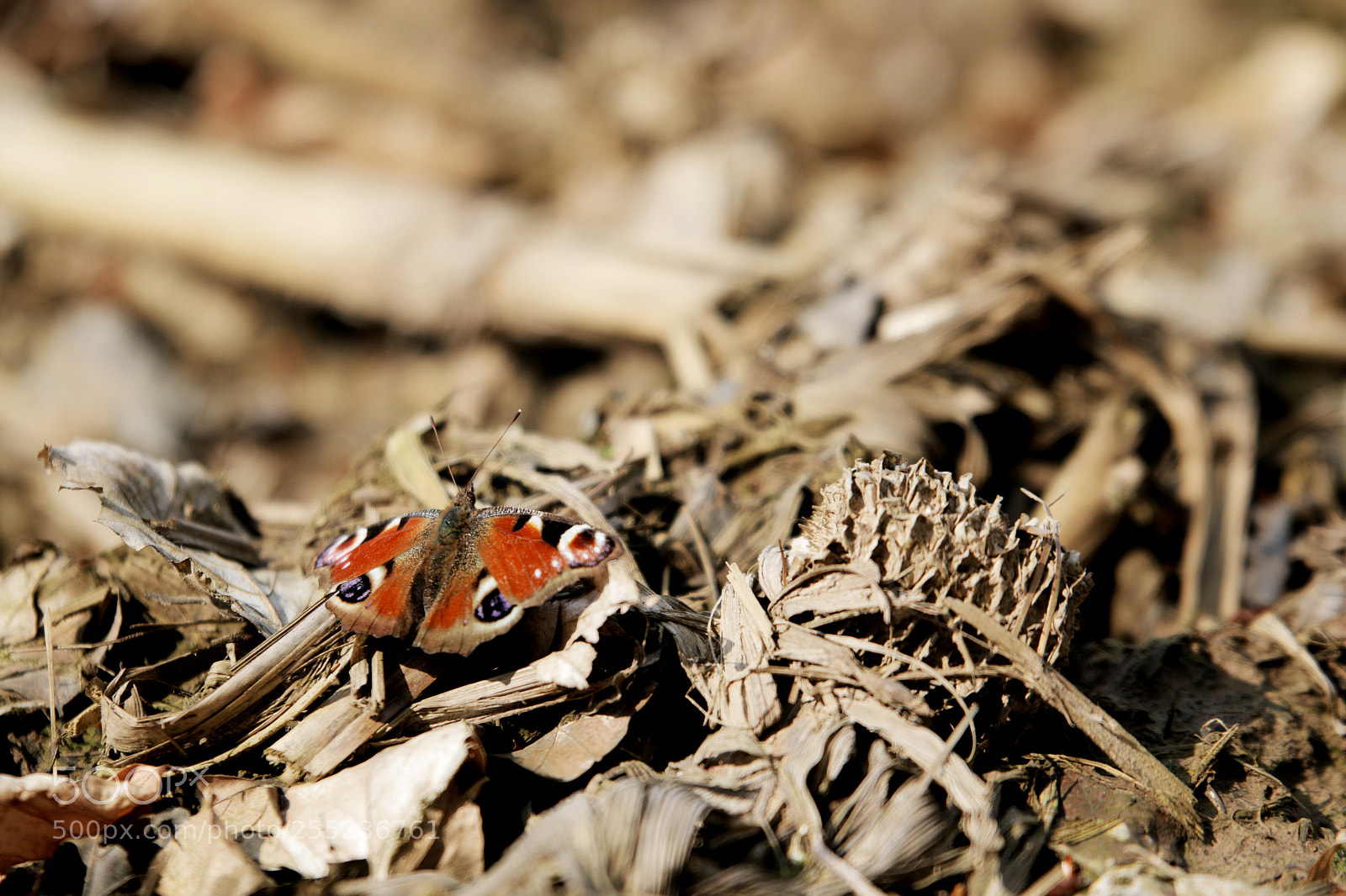 Canon EOS 70D sample photo. Butterfly photography