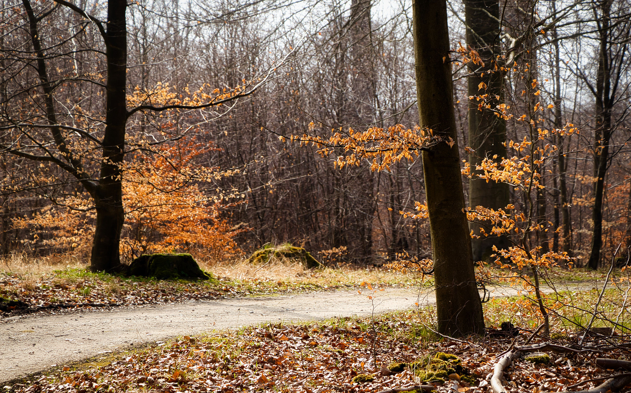 Canon EOS 77D (EOS 9000D / EOS 770D) sample photo. Golden forest path photography