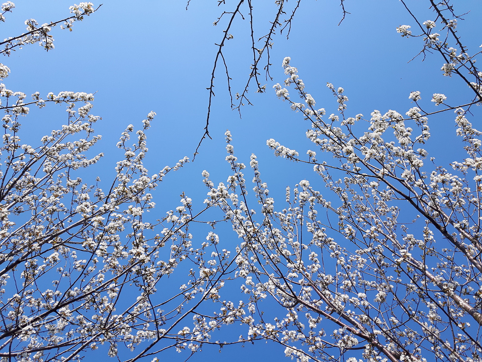 Samsung Galaxy S5 Neo sample photo. Spring flowers photography
