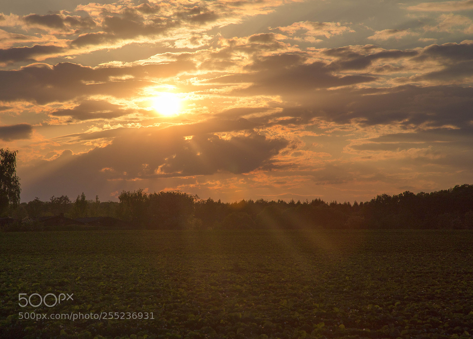Canon EOS 6D Mark II sample photo. The sun in selm photography
